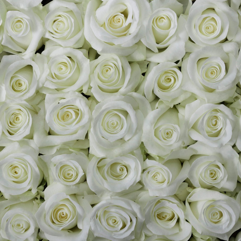Rosas blancas Omega Roses